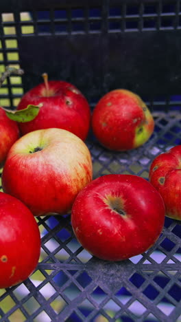 ripe apples in plastic box. gardener putting fresh apples into a drawer. harvesting delicious fruit in autumn. close-up.. vertical video