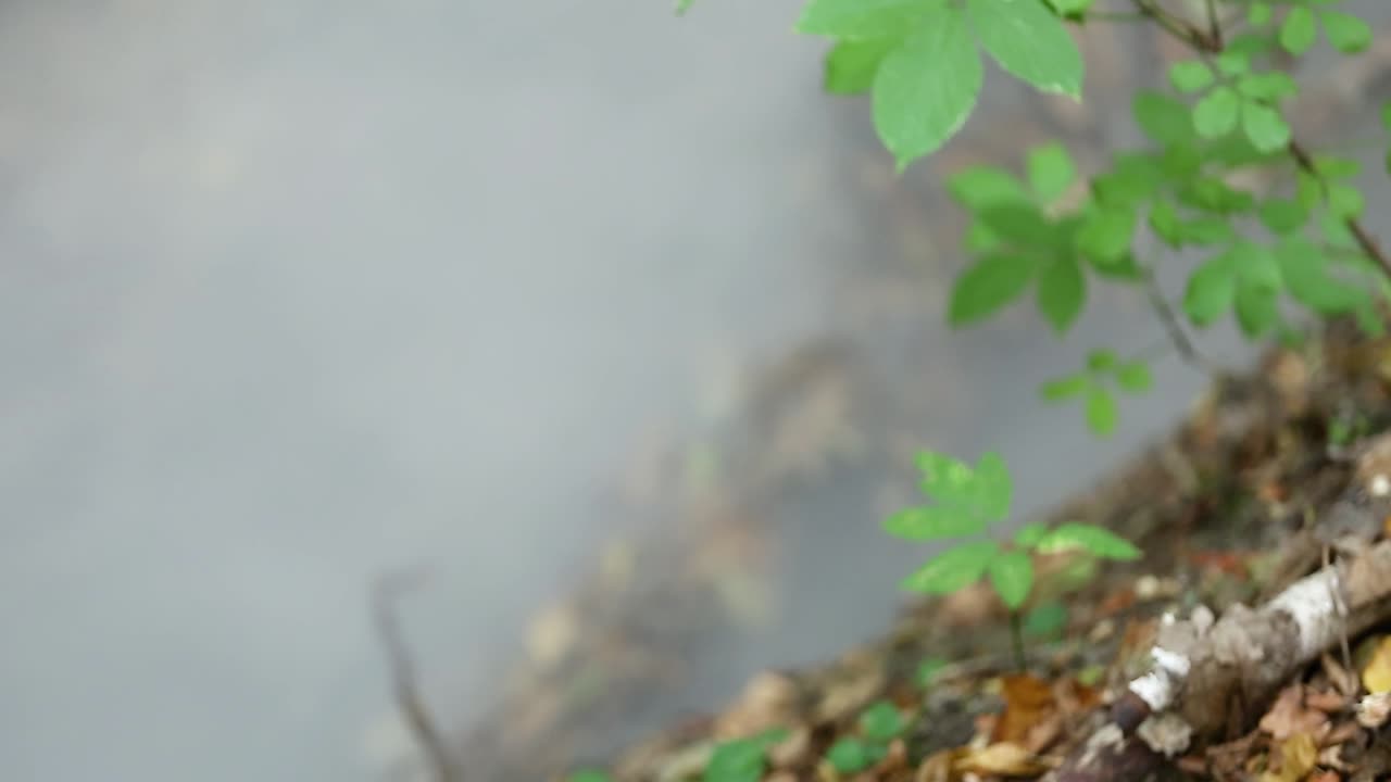 Mystical Fog Crawls On The Ground. The mystical fog crawls on the ground in a magical forest