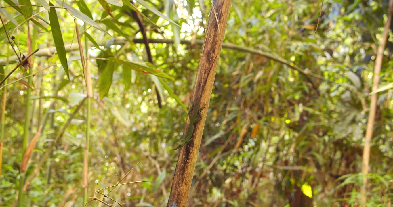 Lagarto Anolis verde em um galho cercado por folhas de bambu verdes.