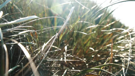 Ozean-Dünengras-Im-Wind-Zeitlupe-Nahaufnahme-Sonnenlicht-Lense-Flare-Insel-Fanø-In-Dänemark-In-Der-Nähe-Von-Strand-Und-Meer