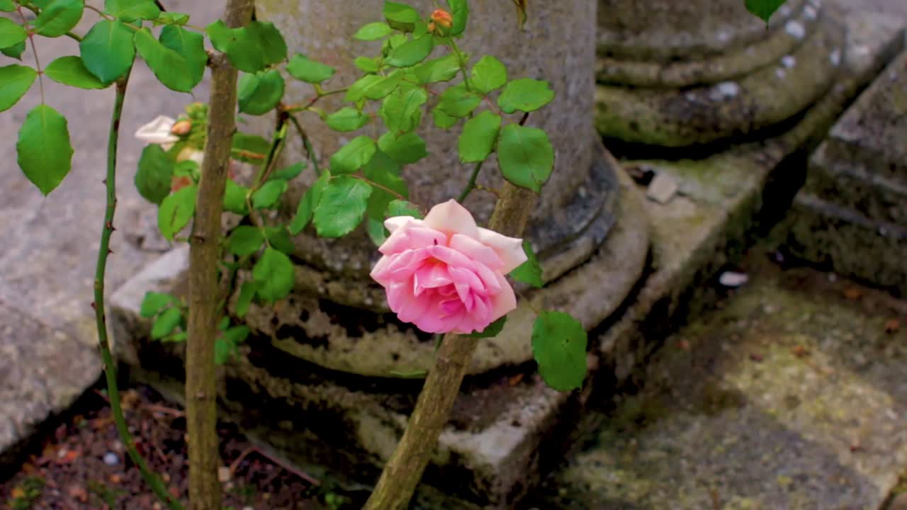 A shot of a pale rose growing out of the cement in London at Hampstead Heath near Highgate Cemetery in the Summer of 2016.
