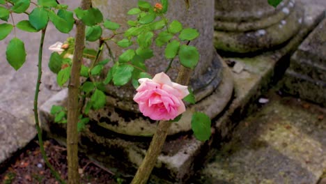 a shot of a pale rose growing out of the cement in london at hampstead heath near highgate cemetery in the summer of 2016.