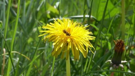 bee gathering pollen on yellow flower of dandelion on a sunny spring day