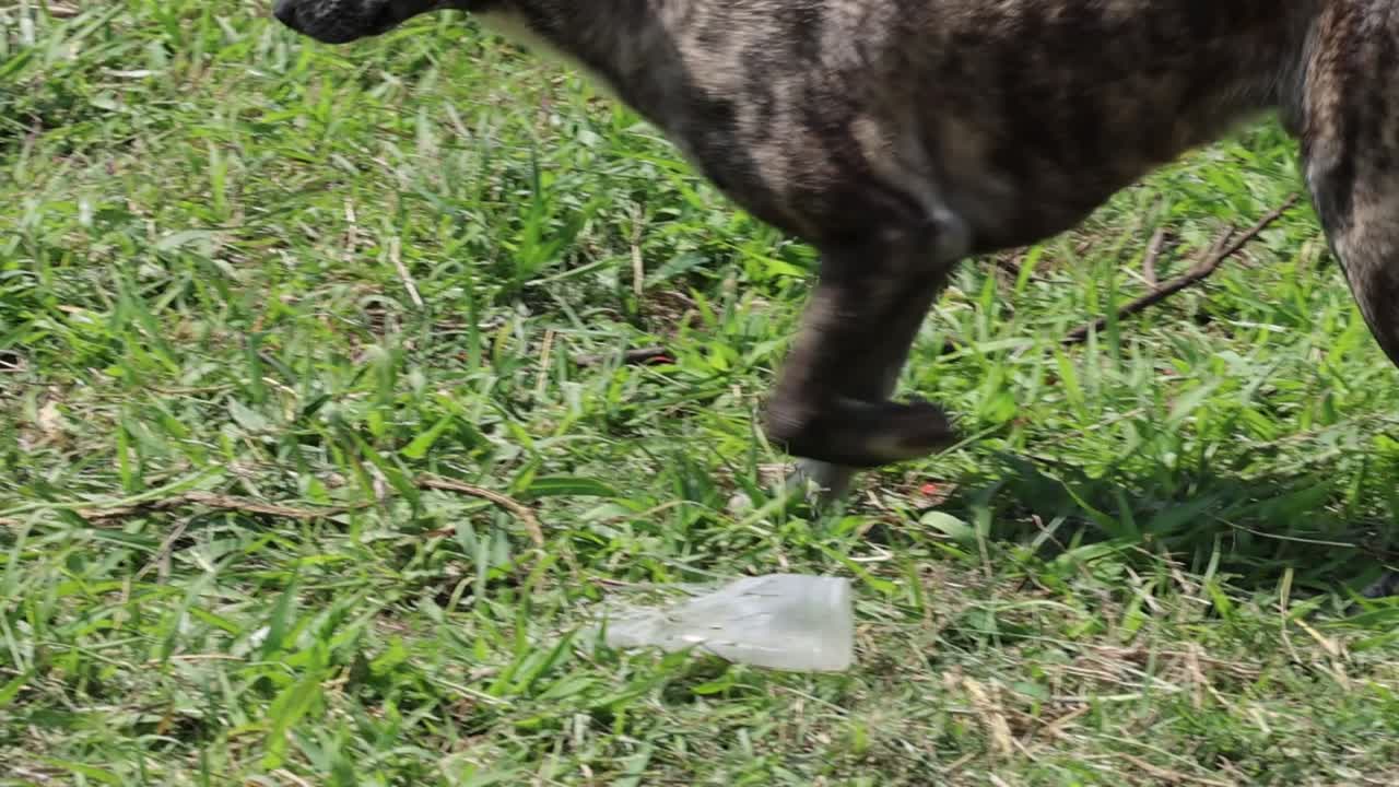 개가 산책하고 열린 을 탐험하고 있습니다.