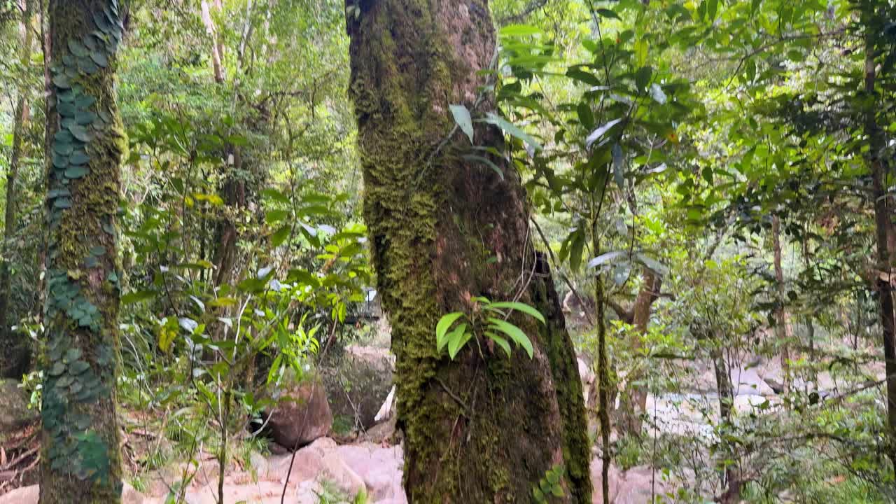Dense rainforest with moss-covered trees and rocks, vibrant greenery, and soft natural lighting. Captured in Port Douglas, Australia