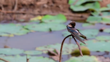 Un-Pequeño-Pájaro-De-Rápido-Movimiento-Que-Se-Encuentra-En-Casi-Todas-Partes-Del-Mundo,-La-Mayor-Parte-Del-Tiempo-Volando-Para-Atrapar-Algunos-Insectos-Pequeños