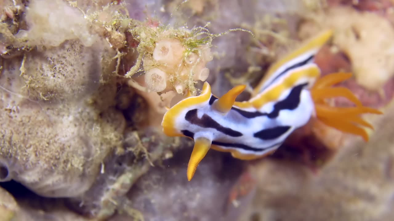 물 에 있는 다채로운 바다 달이