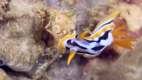 Una-Colorida-Babosa-De-Mar-Bajo-El-Agua