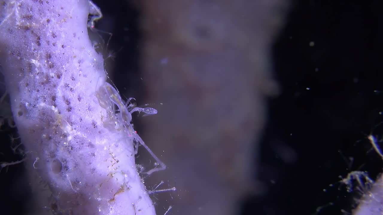 Gamberetti scheletro filmati in primo piano di notte