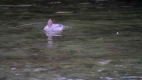 merganser bird swimming in shallow river current dips