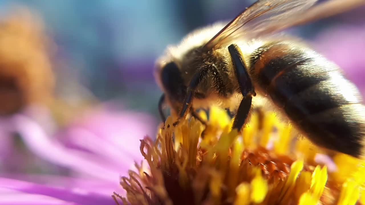 Close-Up Macro Shot of a Honey Bee on a Garden Flower-1