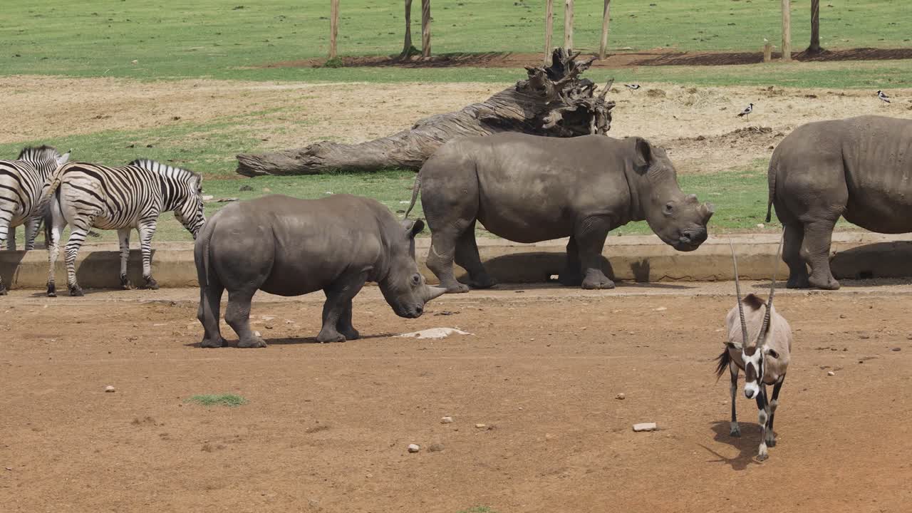 큰 동물들이 먹이통, 음푸말랑가, 남아프리카 공화국에서 외면할 때 야생 동물 인클로저에서 한 무리의 코뿔소를 추적하는 샷