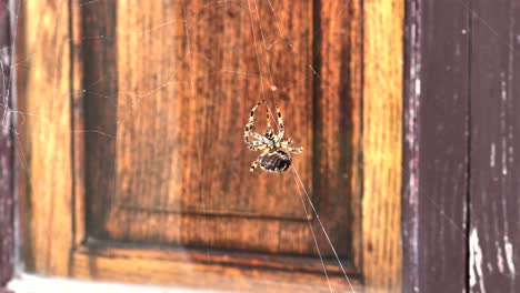 Spinne,-Die-Sich-Aufgrund-Des-Starken-Windes-An-Ihrem-Netz-Festhält