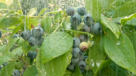 small bunch of organic blueberries under shower of water