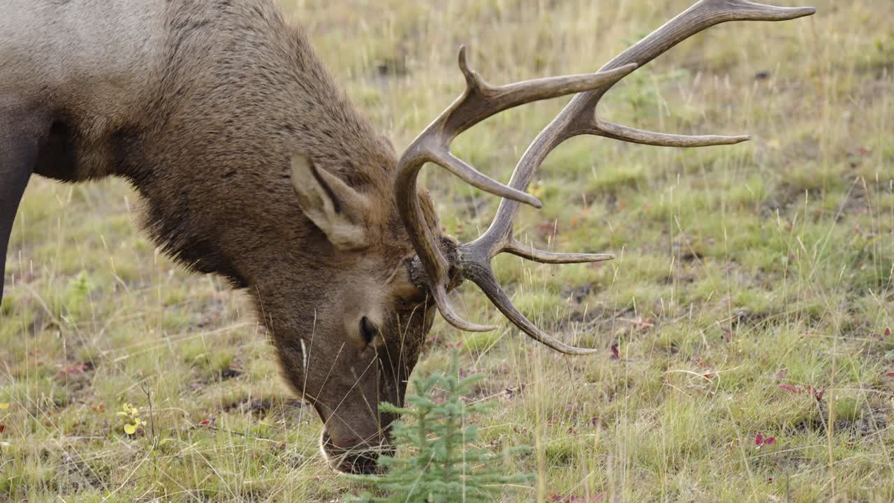 alce macho con cuernos grandes comiendo hierba, cámara lenta de cerca