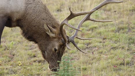 Alce-Macho-Con-Cuernos-Grandes-Comiendo-Hierba,-Cámara-Lenta-De-Cerca