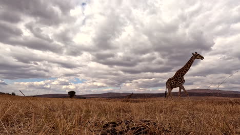 masticating cape giraffe walks over dry grassy landscape, low angle pov