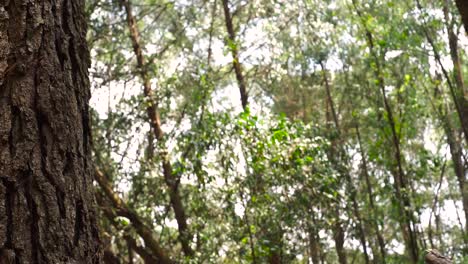 Close-up-of-tree-with-forest-in-background,-leaves-moving