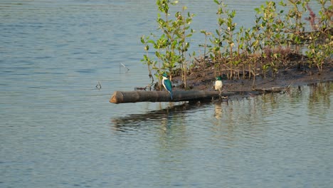 Two-birds-perching-back-to-back-waiting-for-a-prey-to-strike-on-then-a-bird-flies-by,-collared-kingfisher-Todiramphus-chloris,-Thailand