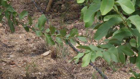 plantar crecer cultivo de agricultor