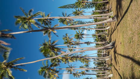 el árbol de coco proyecta sombras como un reloj de sol en una isla tropical suave - lapso de tiempo vertical