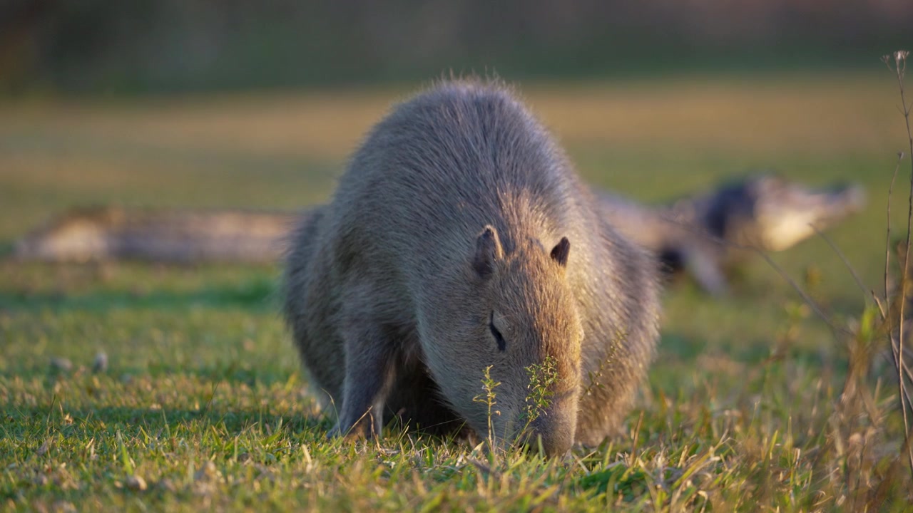 Un capibara si nutre di erba corta mentre un caimano yacare giace sullo sfondo sfocato in una calda luce serale. Rack Focus