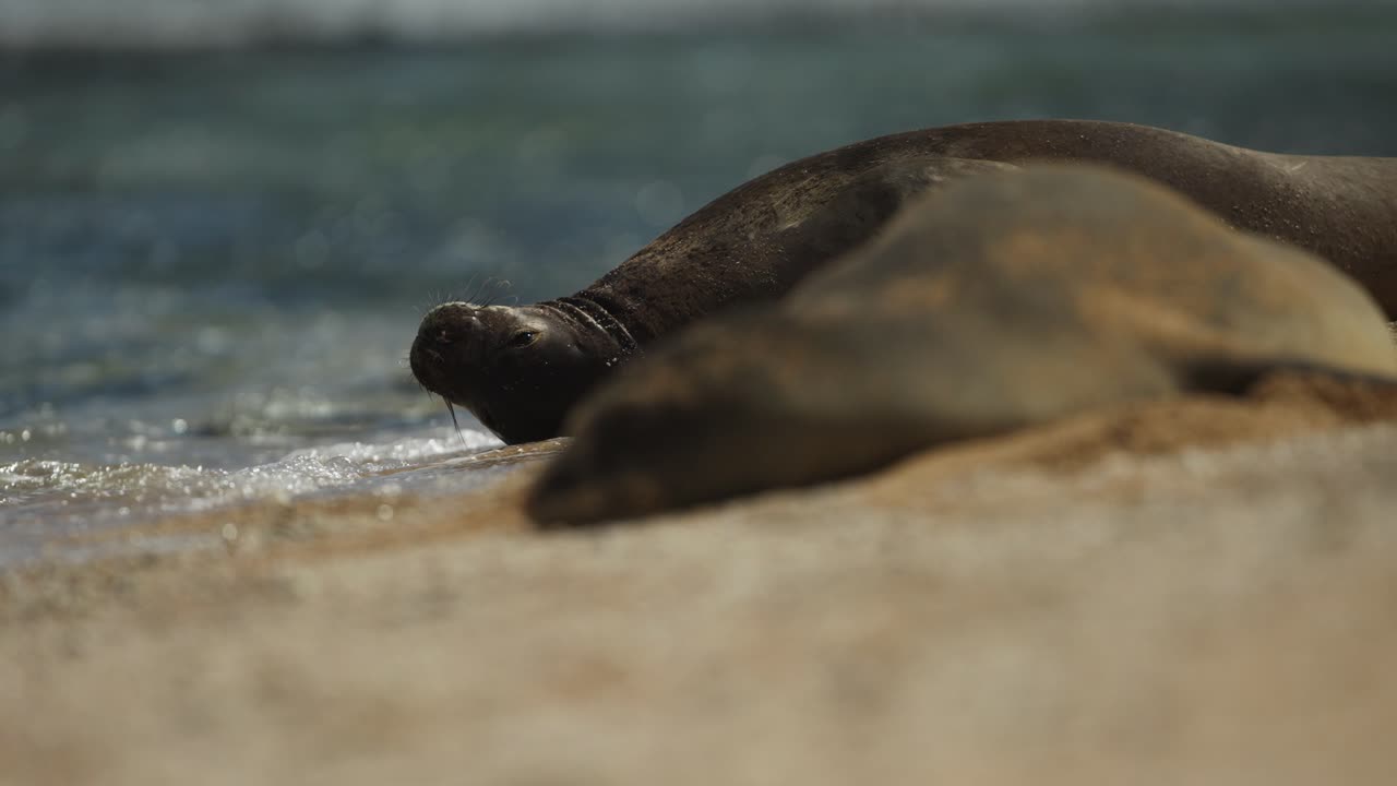 Monk Seals Resting on the Beach