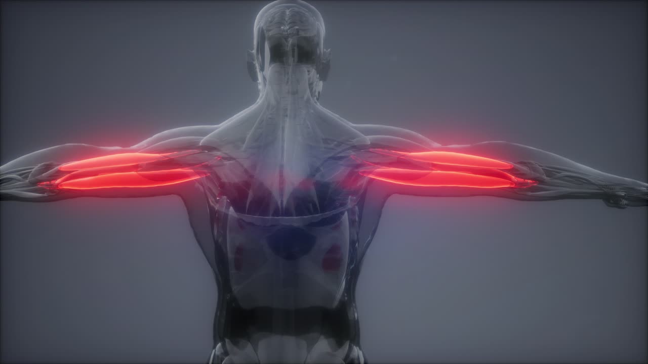 트라이세프스 - 눈에 보이는 근육 해부학 지도