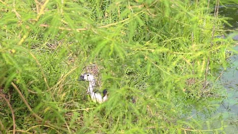 Un-Par-De-Patos-Peine-Comiendo-Hierba-En-La-Orilla-Del-Lago-Peine-Pato-Almacen-De-Video