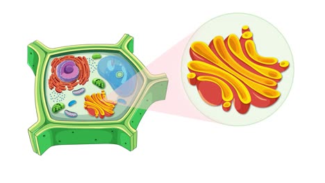 plant cell diagram