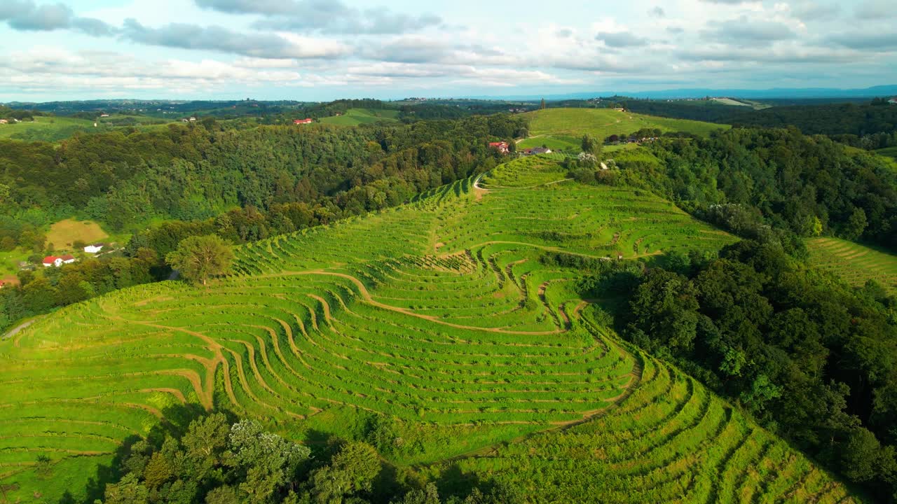 Stunning drone footage of vineyard-covered hills in the heart of Prlekija, Jeruzalem Slovenia, stretching alongside a lush forest with a backdrop of blue skies