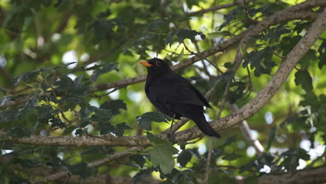 Amsel-In-Einem-Baum-An-Einem-Frühlingsabend-In-Einem-Englischen-Garten