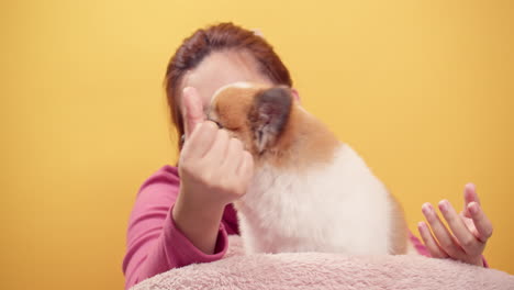 woman playing with chihuahua mix pomeranian dogs for relaxation on bright yellow background-1