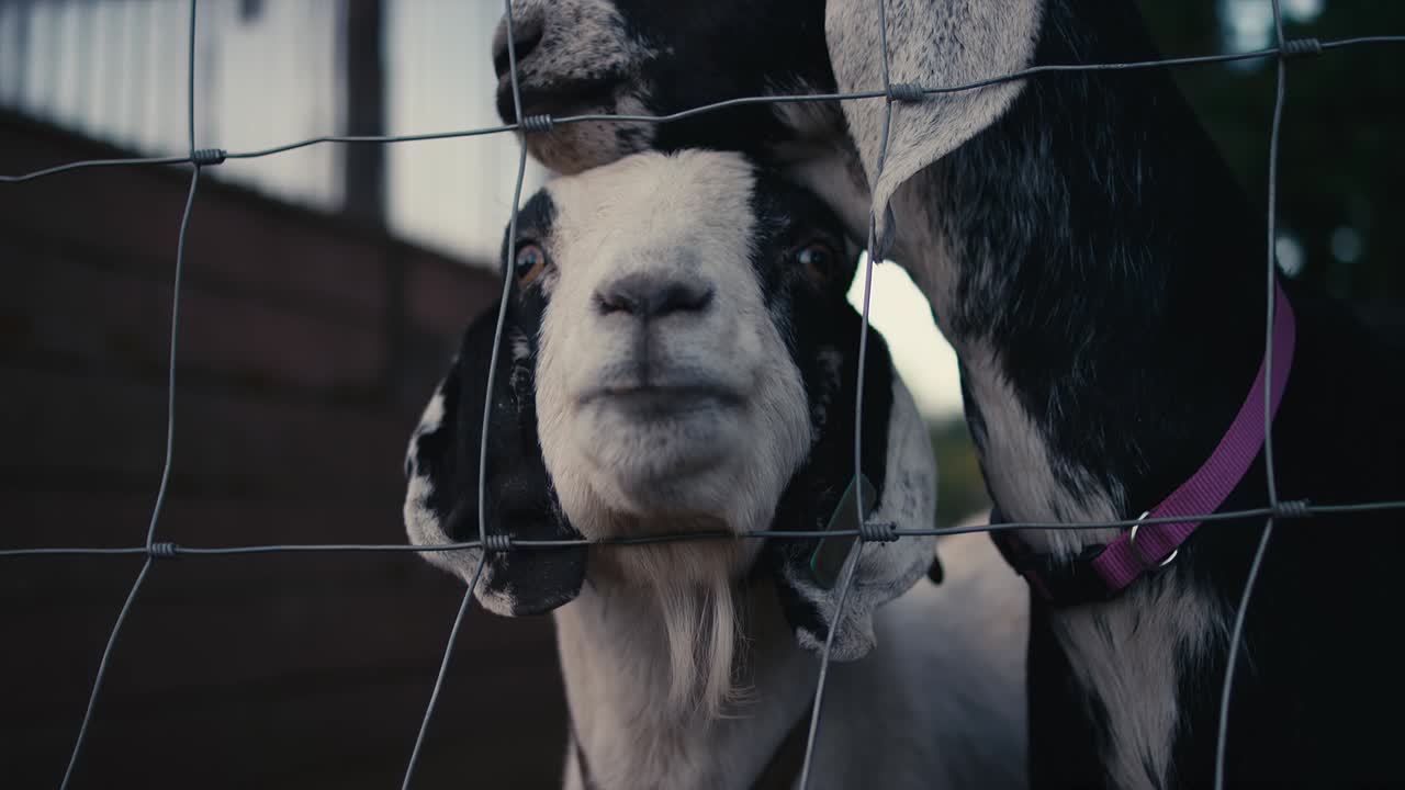 un par de cabras detrás de una valla en una granja