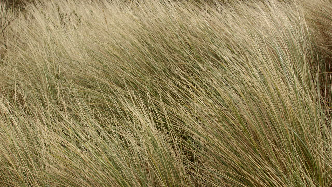 en medio de la toma de la hierba de marram en las dunas de arena que se mueven en la brisa en saltfleet, louth, lincolnshire