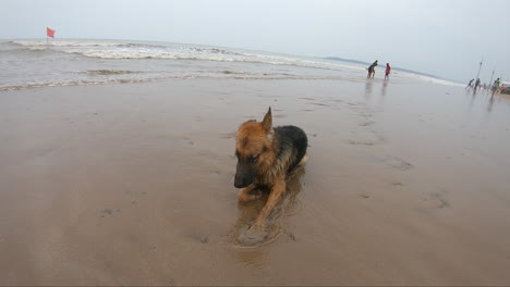 perro pastor alemán tirado en la playa k