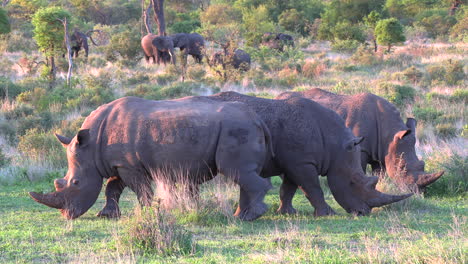 white rhino grazing and elephants in background at golden hour