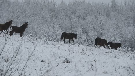 herd of wild horses passing by on a hill on a cold winter day with snow over trees