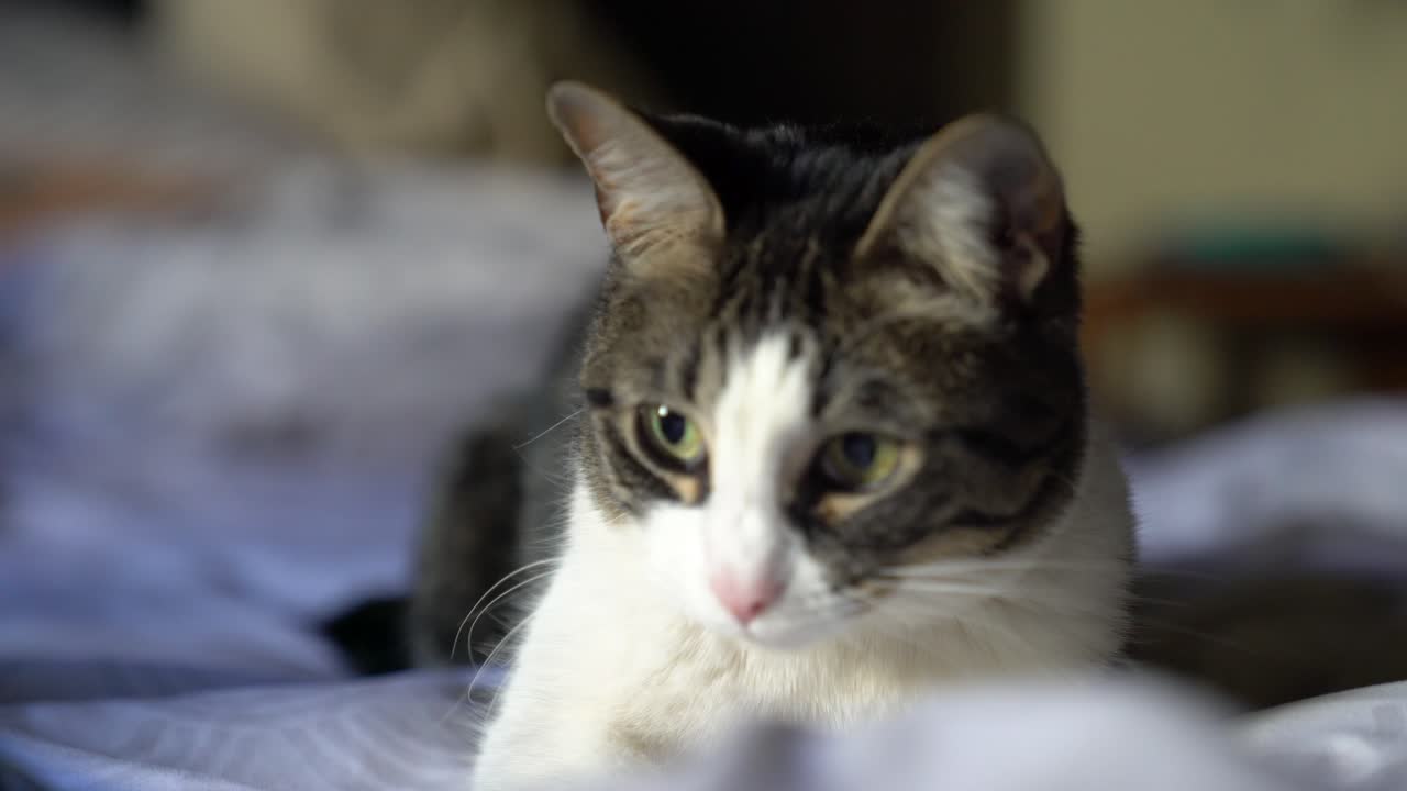 A small cat plays on a bed, pouncing and biting at the the blankets. 4k 23.98 fps.