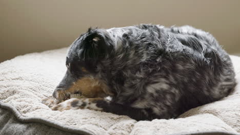 dog laying on bed chewing and licking toy - slow motion