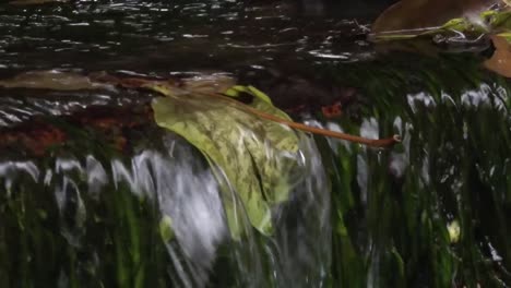 Clear-water-flowing-over-a-small-waterfall-in-a-stream