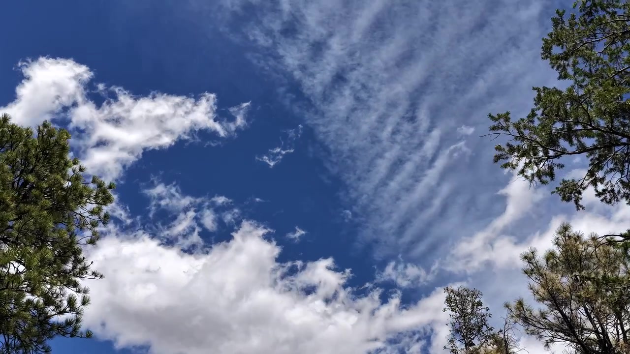 Un timelapse 4K capture des couches dynamiques de nuages se déplaçant à travers la canopée d'une forêt de pins. Le mouvement atmosphérique cinématographique présente des rayons lumineux changeants et des textures naturelles dans un paysage naturel de haute altitude.