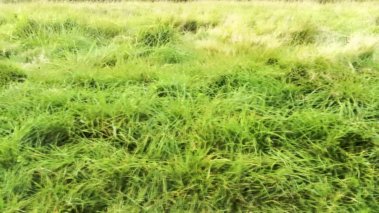 Green grass meadow land tilt upwards to tree and bright blue cloudy sky low dolly left