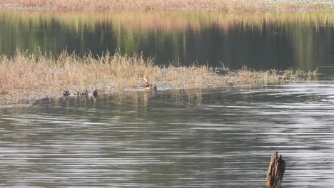 whistling duck chicks swimming - finding food