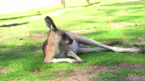 a kangaroo lounging and relaxing on the ground under bright sunlight, australian native indigenous animal species