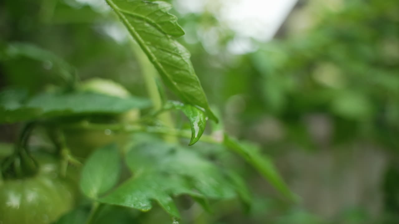 gotas individuales se forman y caen de una gran hoja verde en una planta de tomate después de la lluvia