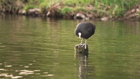 Meerkoet-coot-lures-food-from-bottom-of-pond-perched-on-log-in-water,-slow-motion