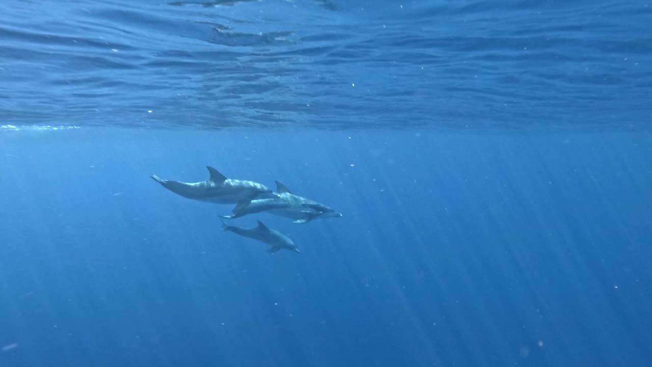 열대 바닷물에서 앞바다에서 수영하는 스피너 돌고래