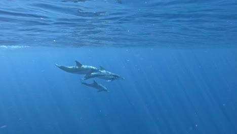 Spinner-Dolphins-Swimming-Off-shore-In-Tropical-Sea-Water