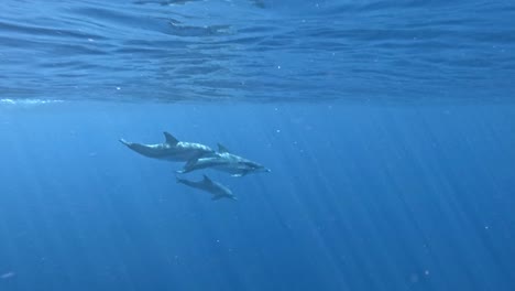 delfines giradores nadando en alta mar en agua de mar tropical